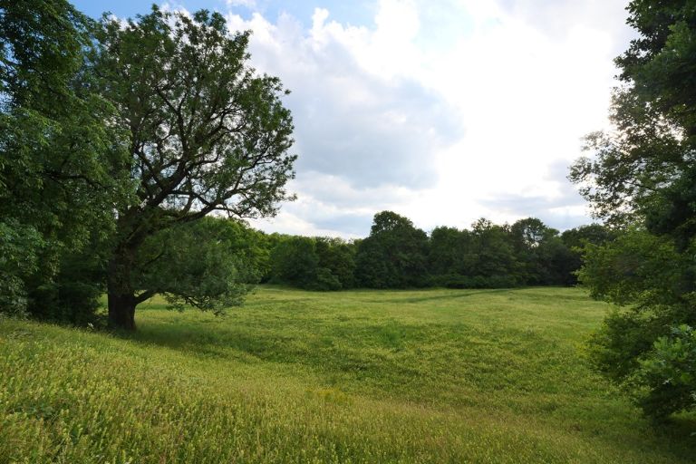 Ein Naturdenkmal im Stadtbezirk
