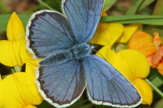 Idas-Bläuling
