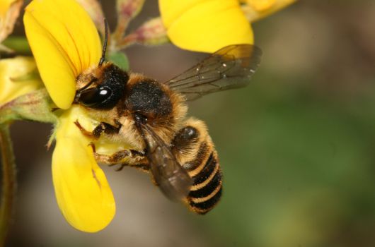 Heide-Blattschneiderbiene