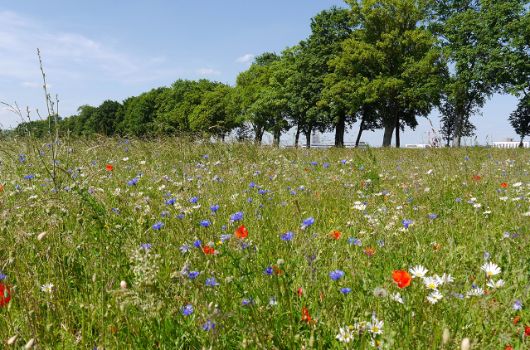 Wiese an der Freihamer Allee