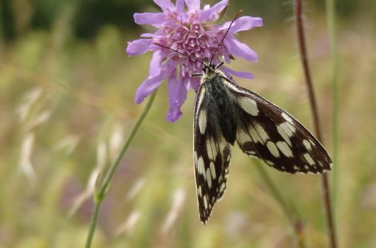 Schachbrettfalter auf Duft-Skabiose