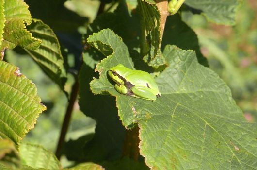 Laubfrosch