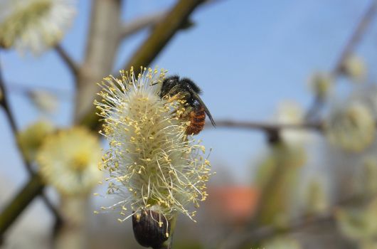 Zweifarbige Schneckenhaus-Mauerbiene