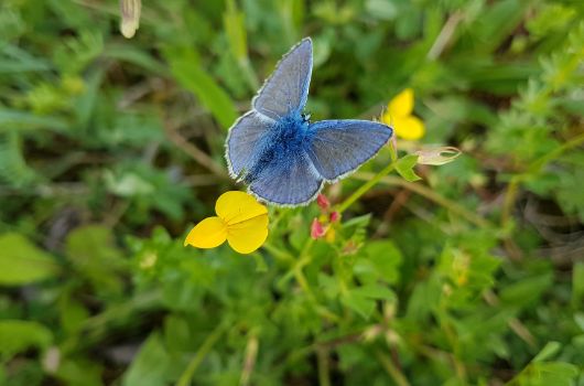 Bläuling auf Hornklee