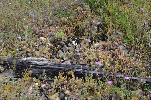 Mauerpfeffer und Rispen-Flockenblume