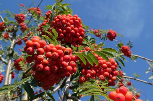 Eberesche mit reifen Früchten