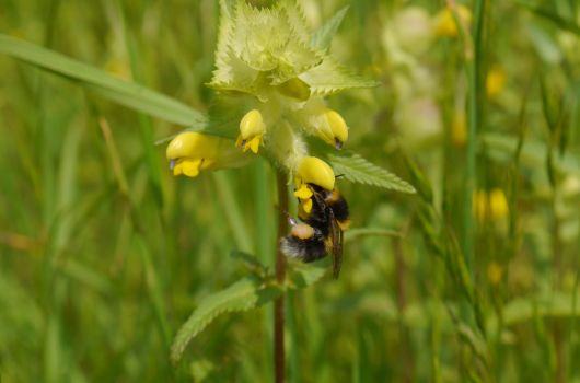 Klappertopf und Gartenhummel