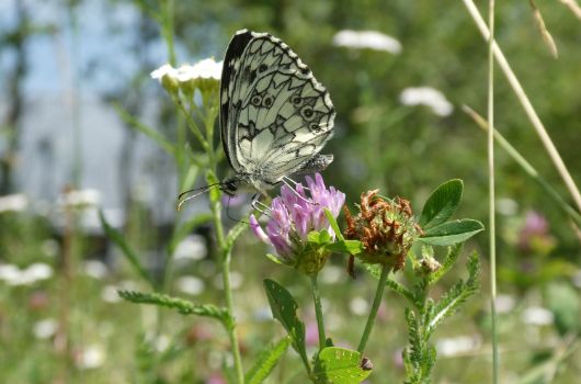Schachbrettfalter auf Wiesen-Rotklee