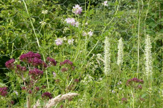 Wiesensaum vor der Waldpflanzung