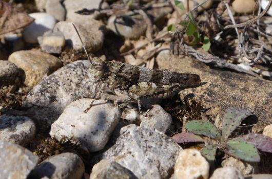 Blauflügelige Ödlandschrecke