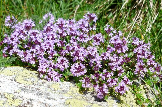 Feld-Thymian, typische Magerrasen-Art