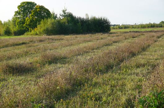 Abschnittsweise Streifenmahd