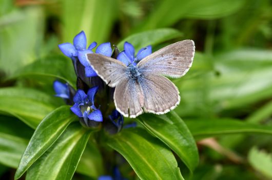 Bläuling auf Kreuz-Enzian