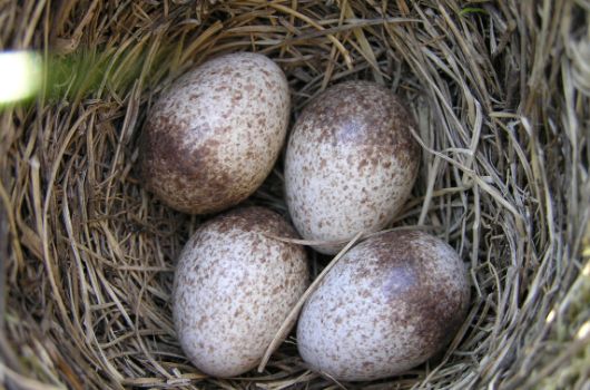 Bodennest der Feldlerche