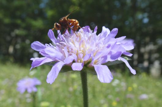 Witwenblume mit Schwebfliege
