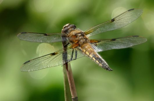  Vierfleck auf Ansitzwarte