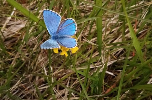 Ausgleichsfläche Oberwiesenfeld 