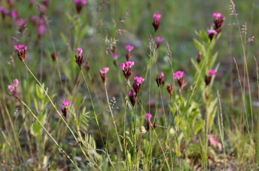 Ausgleichsfläche Oberwiesenfeld 