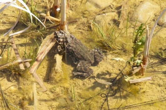 Ausgleichsfläche Oberwiesenfeld 