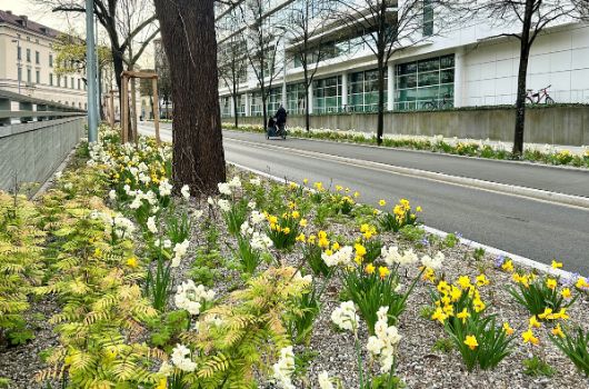 Altstadtring Nordwest Bepflanzung