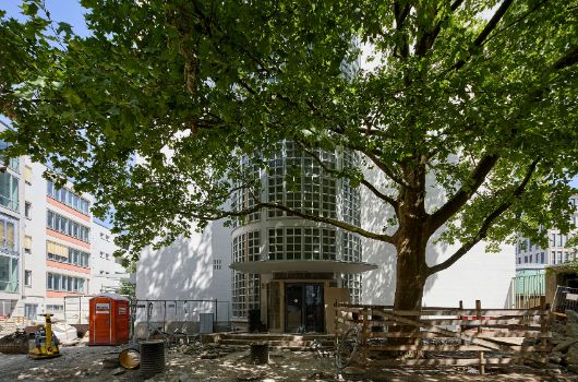 Die große Platane vor dem Eingang in das Glasbausteintreppenhaus