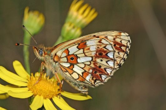 Sumpfwiesen-Perlmuttfalter