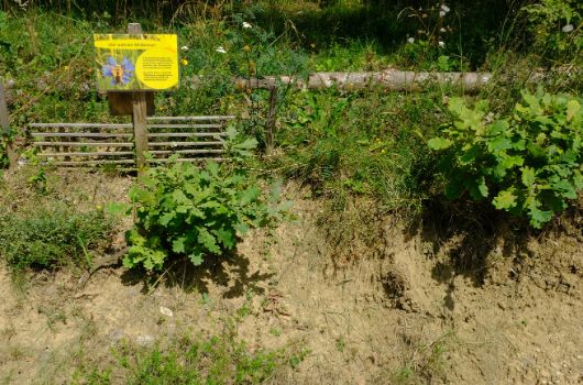 Joerg-Hube-Str Abbruchkante Bund Naturschutz Paffrath