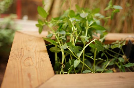 Pflanzaktion Hochbeet im Bellevue di Moncao