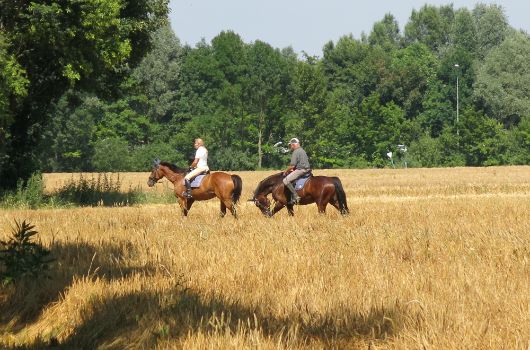 Collage 3 Pferde in der Allacher Heide