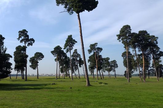 Collage5 Panzerwiese