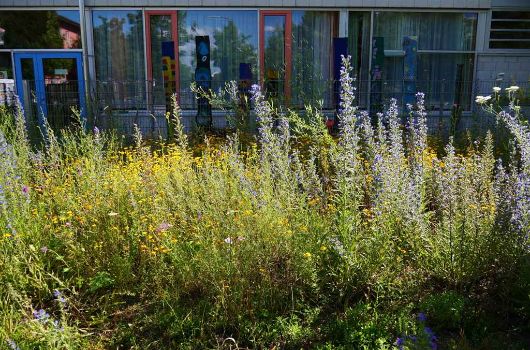 Wildblumenwiese vor Grundschule Schäferwiese