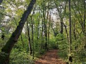 Angerlohe Wald im Herbst