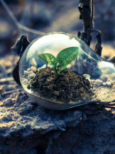 Glühbirne mit einer Pflanze.