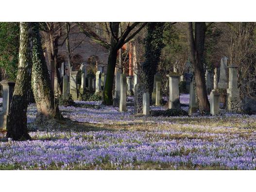 Frühling im Alten Südfriedhof